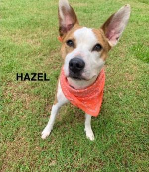 Hazel is a sweet five years  year old mixed breed brindle and white dog who was found wandering wit