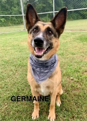 Germaine is a beautiful senior female German Shepherd dog Shes nine years old still lively and lo