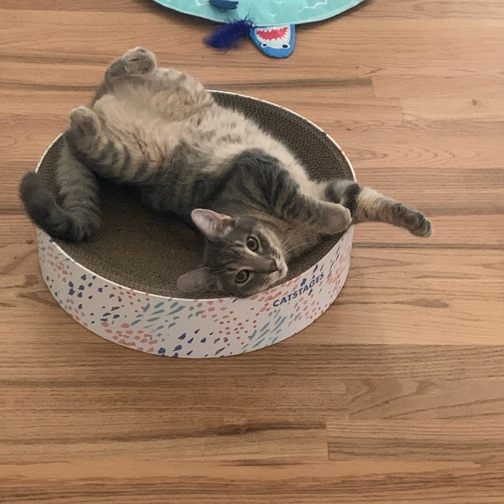 Winston, an adoptable Domestic Short Hair in Spring Hill, KS, 66083 | Photo Image 1