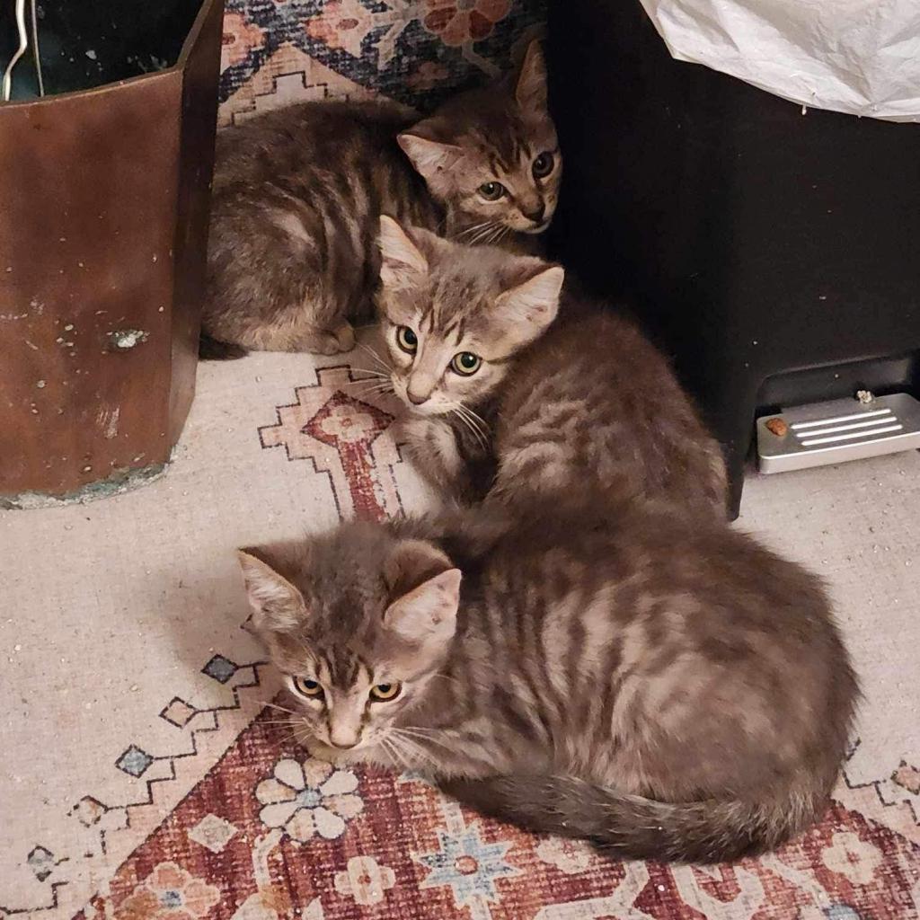 Winston, an adoptable Domestic Short Hair in Spring Hill, KS, 66083 | Photo Image 2