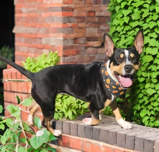 Mae, an adoptable Basenji, Boston Terrier in Dalton, GA, 30721 | Photo Image 1