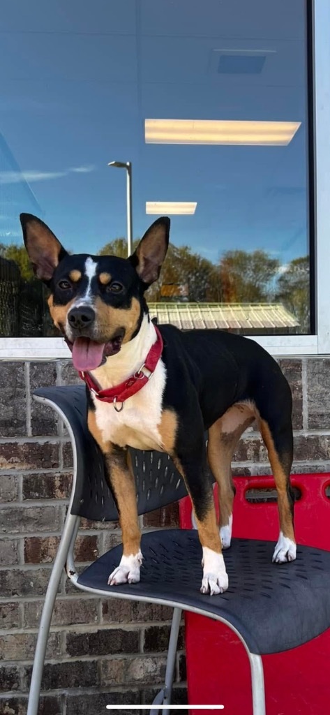 Mae, an adoptable Basenji, Boston Terrier in Dalton, GA, 30721 | Photo Image 1