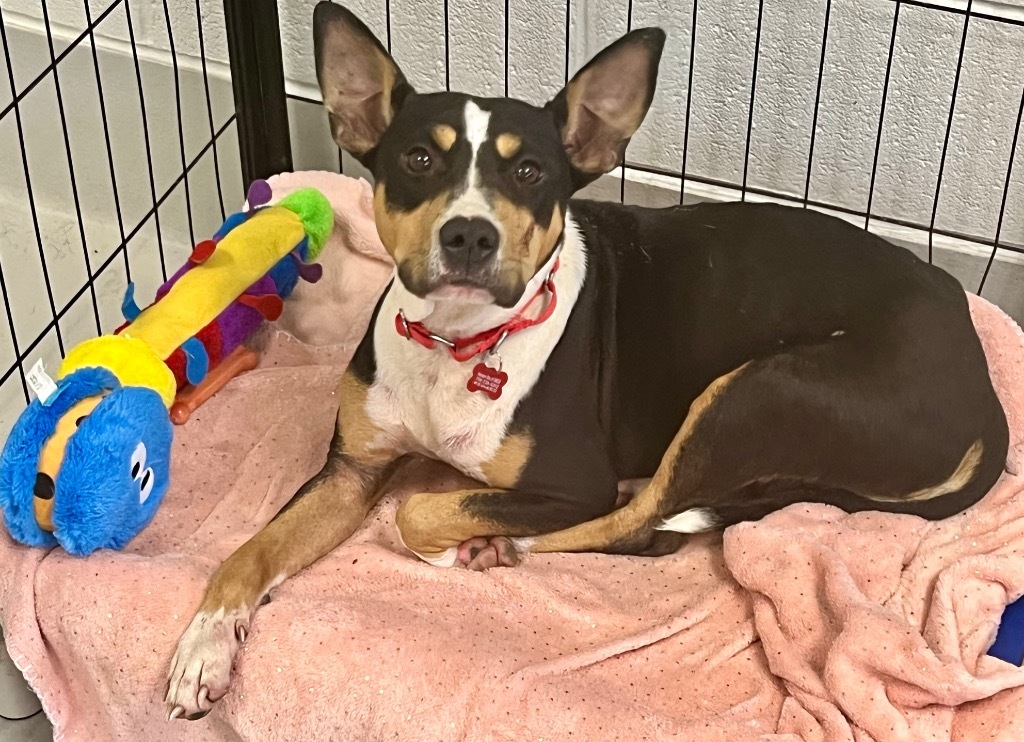 Mae, an adoptable Basenji, Boston Terrier in Dalton, GA, 30721 | Photo Image 2