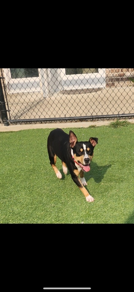 Mae, an adoptable Basenji, Boston Terrier in Dalton, GA, 30721 | Photo Image 3