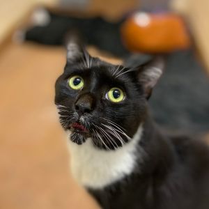 Im a gentle tuxedo cat who was rescued from the shelter and Im ready to find 