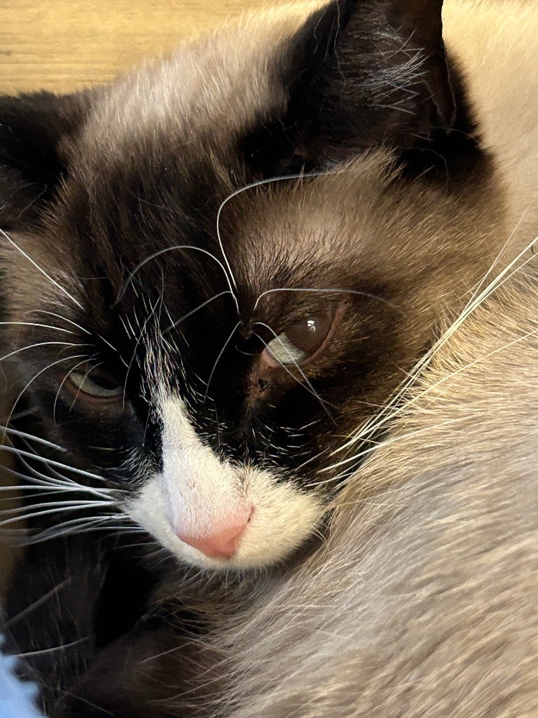 Sonic, an adoptable Siamese in Grand Junction, CO, 81501 | Photo Image 1