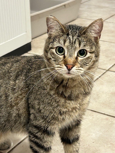 Babbs, an adoptable Domestic Short Hair in Grand Junction, CO, 81501 | Photo Image 1