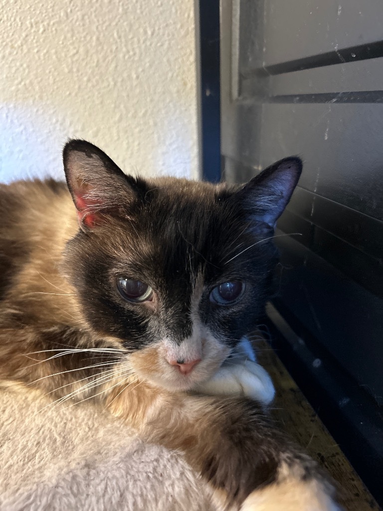 Sonya, an adoptable Domestic Medium Hair in Grand Junction, CO, 81501 | Photo Image 1