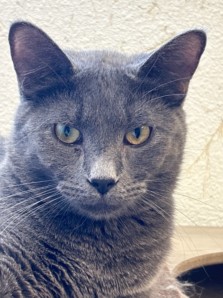 Poptart, an adoptable Domestic Short Hair in Grand Junction, CO, 81501 | Photo Image 1