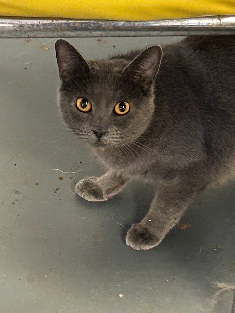 Piper, an adoptable Chartreux in Grand Junction, CO, 81501 | Photo Image 1