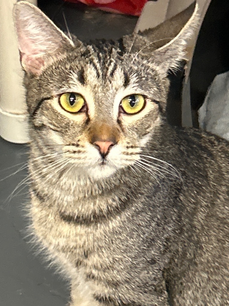 Princess, an adoptable Tabby in Grand Junction, CO, 81501 | Photo Image 1