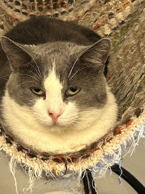Hattie, an adoptable Domestic Short Hair in Grand Junction, CO, 81501 | Photo Image 1