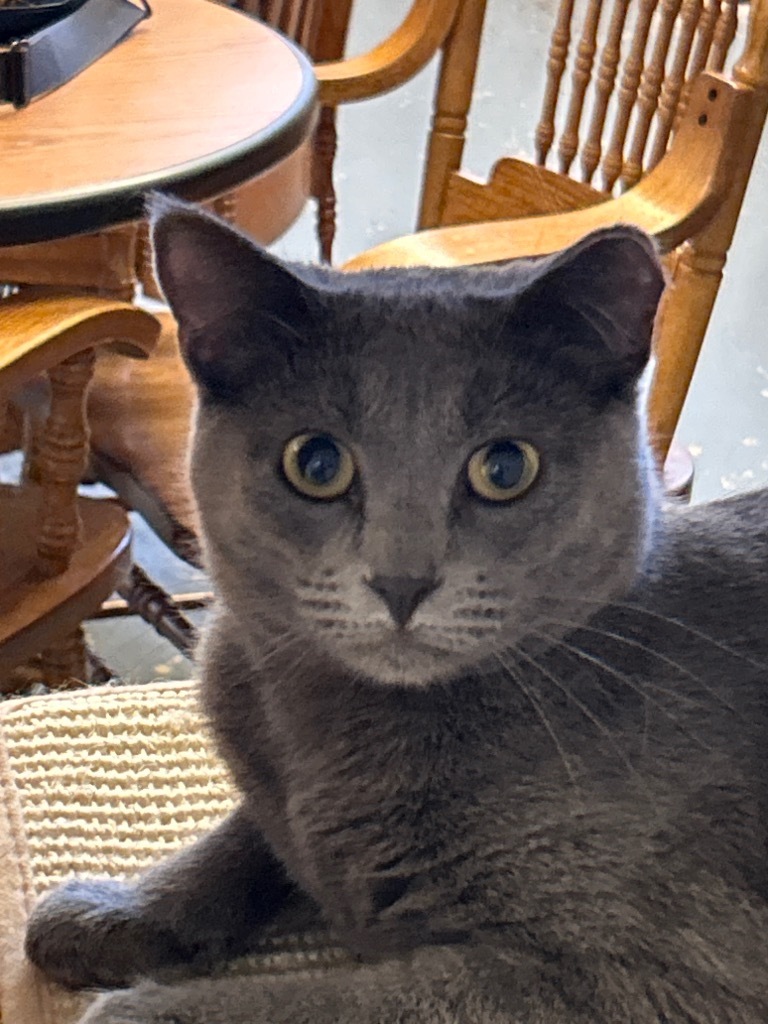 Gracie, an adoptable Domestic Short Hair in Grand Junction, CO, 81501 | Photo Image 1