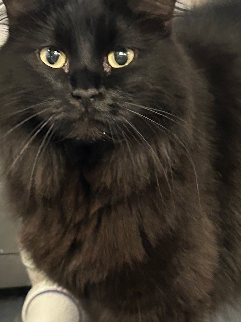 Charlie, an adoptable Domestic Long Hair in Grand Junction, CO, 81501 | Photo Image 1