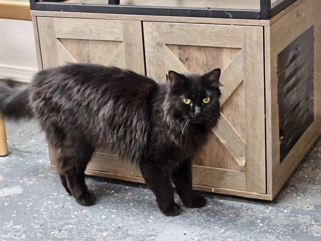Charlie, an adoptable Domestic Short Hair in Grand Junction, CO, 81501 | Photo Image 2