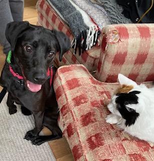 Cody, a very sweet cuddle bug, an adoptable Spaniel, Labrador Retriever in Coventry, CT, 06238 | Photo Image 1