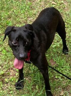 Cody, a very sweet cuddle bug, an adoptable Spaniel, Labrador Retriever in Coventry, CT, 06238 | Photo Image 3