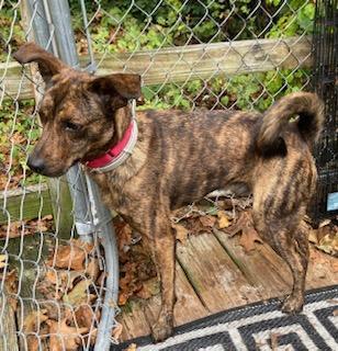 Richard, an adoptable Labrador Retriever, Spaniel in Coventry, CT, 06238 | Photo Image 1