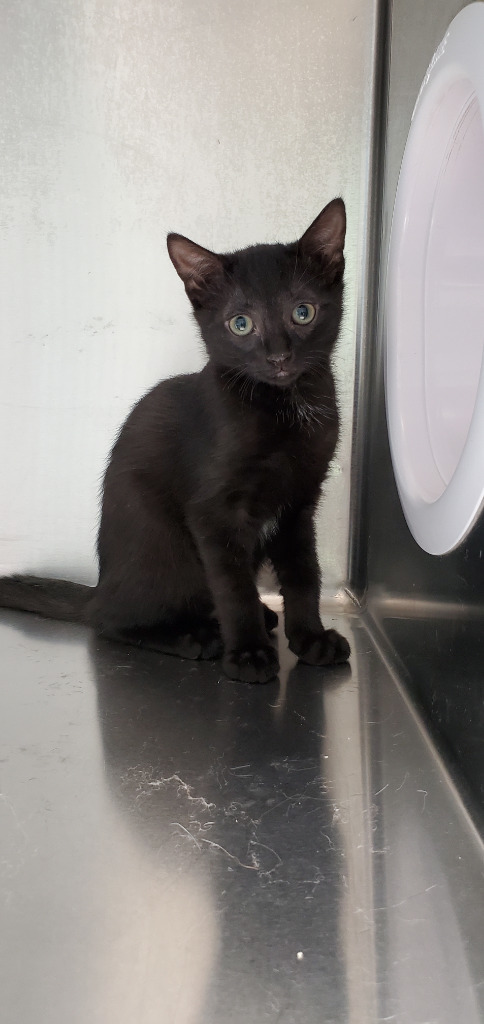 Travis, an adoptable Domestic Short Hair in Hot Springs, AR, 71901 | Photo Image 1