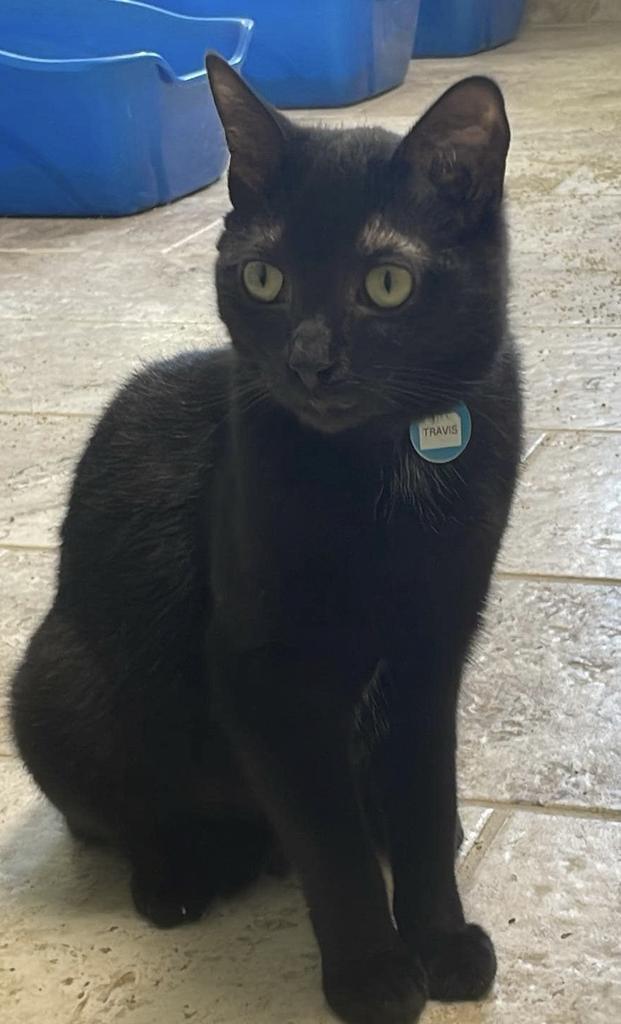 Travis, an adoptable Domestic Short Hair in Hot Springs, AR, 71901 | Photo Image 1