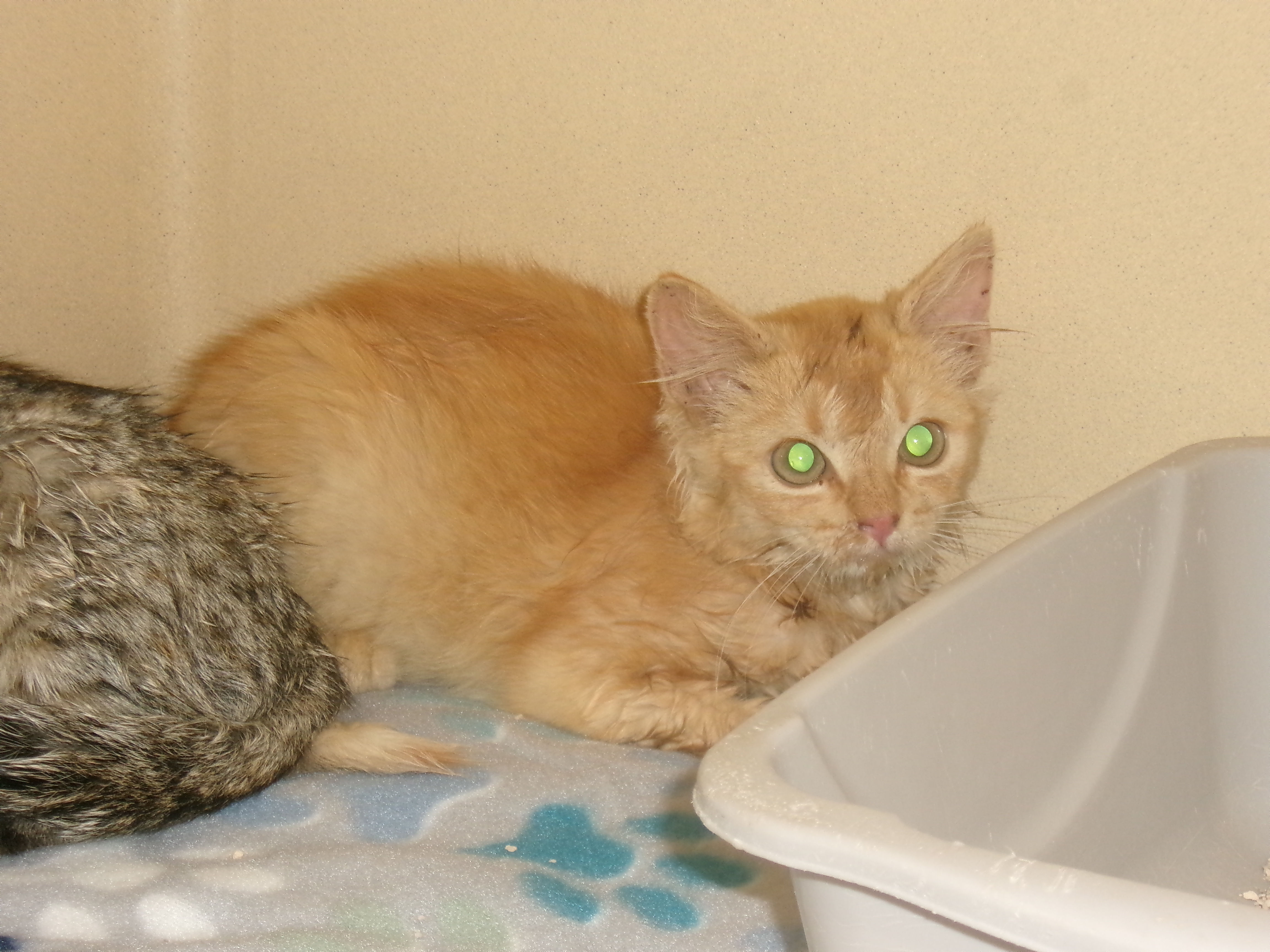 Izzy, an adoptable Domestic Short Hair in Clovis, NM, 88101 | Photo Image 1