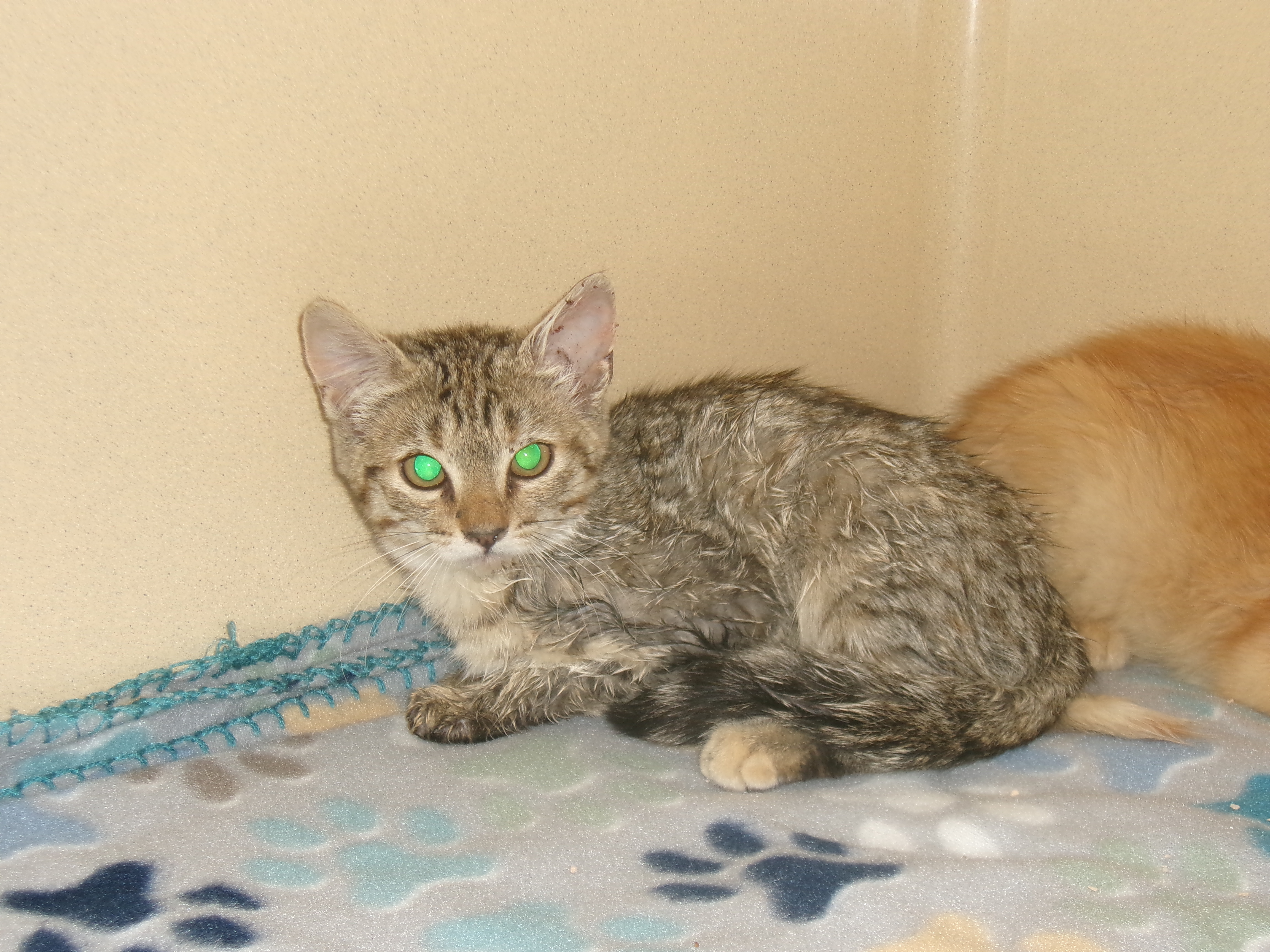 Lizzy, an adoptable Domestic Short Hair in Clovis, NM, 88101 | Photo Image 1