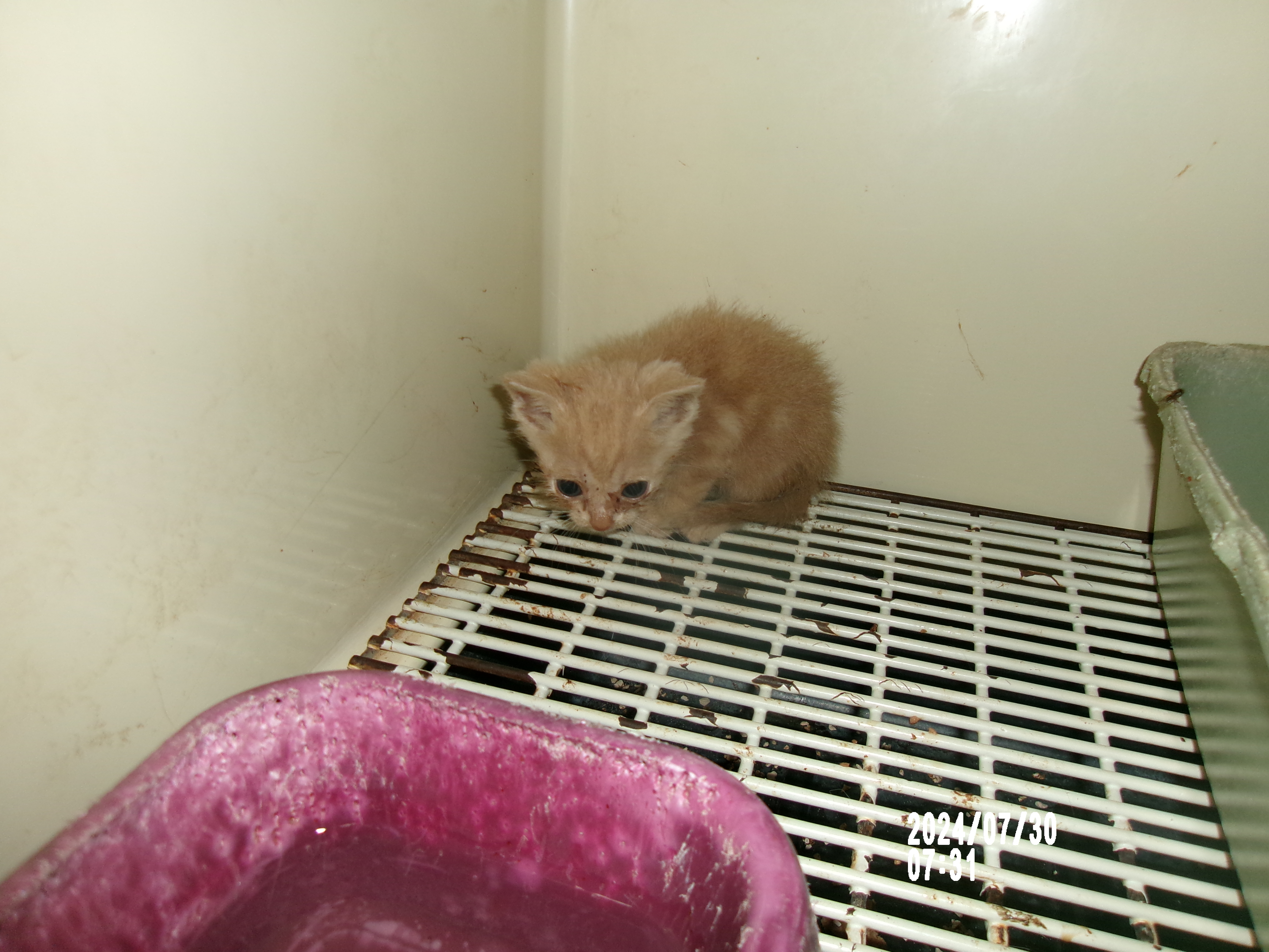 Burt, an adoptable Domestic Short Hair in Clovis, NM, 88101 | Photo Image 1