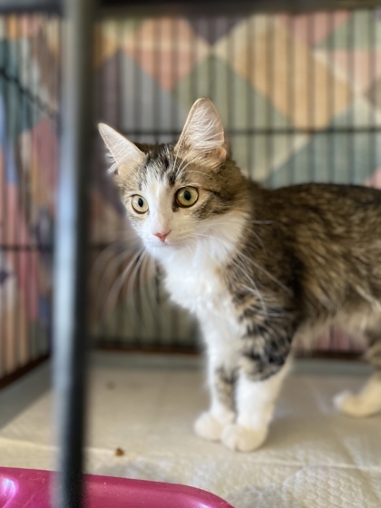 Demi, an adoptable Domestic Medium Hair, Domestic Short Hair in Riverton, WY, 82501 | Photo Image 1