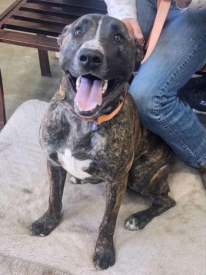 Theo, an adoptable American Staffordshire Terrier, Mixed Breed in Riverton, WY, 82501 | Photo Image 1