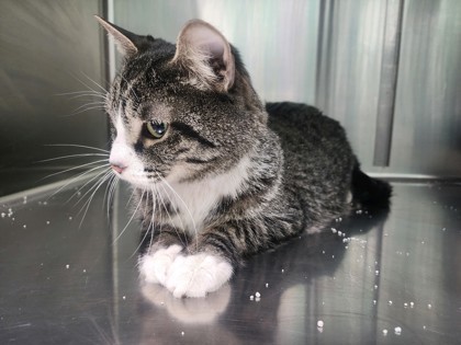 Mischief, an adoptable Domestic Short Hair in Riverton, WY, 82501 | Photo Image 1