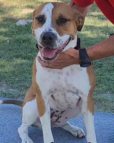 Penny, an adoptable Pit Bull Terrier, Hound in Riverton, WY, 82501 | Photo Image 1