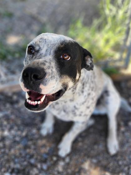 Daisy, an adoptable Pit Bull Terrier, Australian Cattle Dog / Blue Heeler in Riverton, WY, 82501 | Photo Image 1