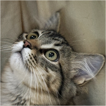 Fanta, an adoptable Domestic Long Hair, Domestic Short Hair in Riverton, WY, 82501 | Photo Image 1