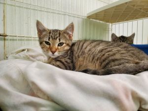 Twix, Young Male Domestic Short Hair