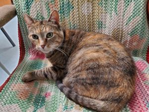Lucky Lou, Adult Female unknown