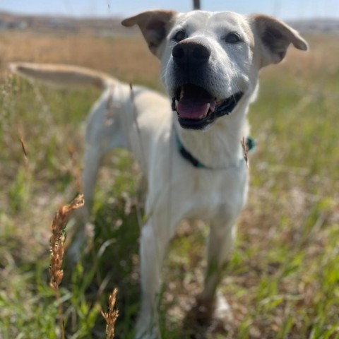 Ranger, an adoptable Yellow Labrador Retriever in Lander, WY, 82520 | Photo Image 1