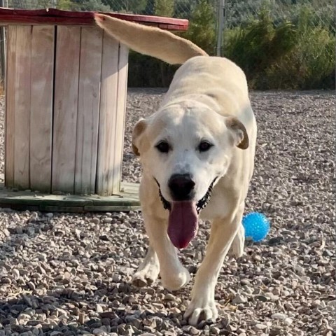 Ranger, an adoptable Yellow Labrador Retriever in Lander, WY, 82520 | Photo Image 2