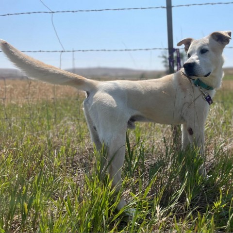 Ranger, an adoptable Yellow Labrador Retriever in Lander, WY, 82520 | Photo Image 3