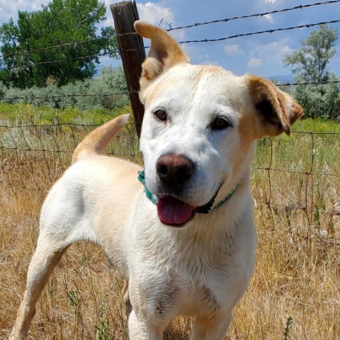 Ranger, an adoptable Yellow Labrador Retriever in Lander, WY, 82520 | Photo Image 4