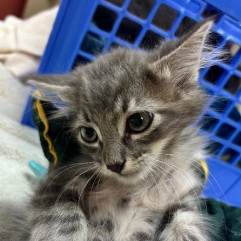 Grayson - Playful & Likes to Hide! Good with Cats & Kids!, an adoptable Domestic Long Hair in Flagstaff, AZ, 86004 | Photo Image 1