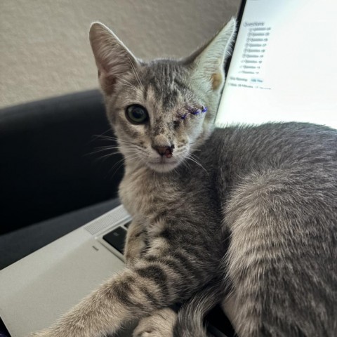 Apple (w/ Breezy)--Brave one-eyed sweetheart! Adopt pair $50, an adoptable Domestic Short Hair in Flagstaff, AZ, 86004 | Photo Image 1