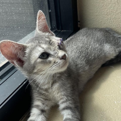 Apple (w/ Breezy)--Brave one-eyed sweetheart! Adopt pair $50, an adoptable Domestic Short Hair in Flagstaff, AZ, 86004 | Photo Image 6