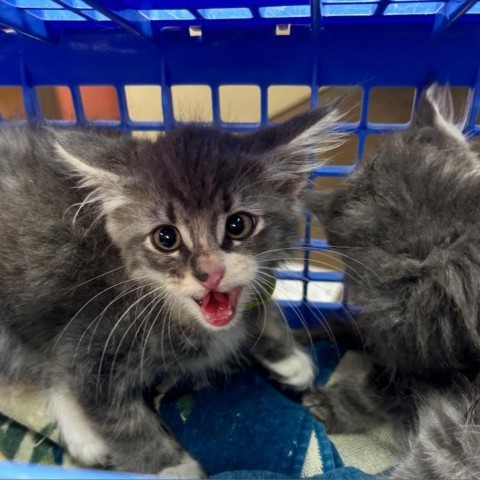 Gabe - Playful & Independent! Good with Cats & Kids!, an adoptable Domestic Long Hair in Flagstaff, AZ, 86004 | Photo Image 1