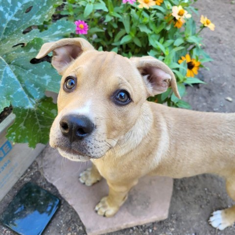 Chip - Sweet & playful puppy, likes dogs & people: Adopt $50!, an adoptable Mixed Breed in Flagstaff, AZ, 86004 | Photo Image 1