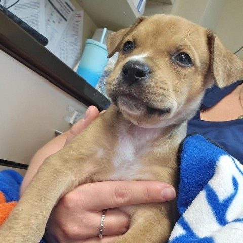 Chip - Sweet & playful puppy, likes dogs & people: Adopt $50!, an adoptable Mixed Breed in Flagstaff, AZ, 86004 | Photo Image 2