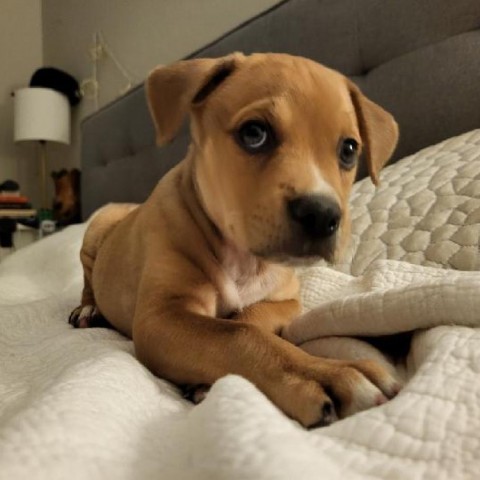 Chip - Sweet & playful puppy, likes dogs & people: Adopt $50!, an adoptable Mixed Breed in Flagstaff, AZ, 86004 | Photo Image 3