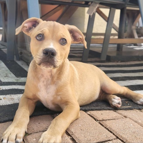 Chip - Sweet & playful puppy, likes dogs & people: Adopt $50!, an adoptable Mixed Breed in Flagstaff, AZ, 86004 | Photo Image 4