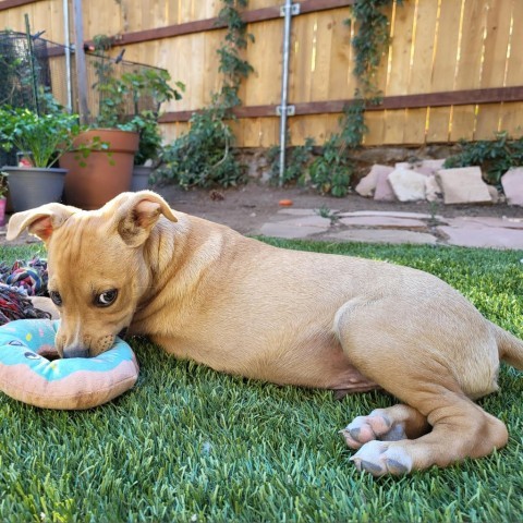 Chip - Sweet & playful puppy, likes dogs & people: Adopt $50!, an adoptable Mixed Breed in Flagstaff, AZ, 86004 | Photo Image 6