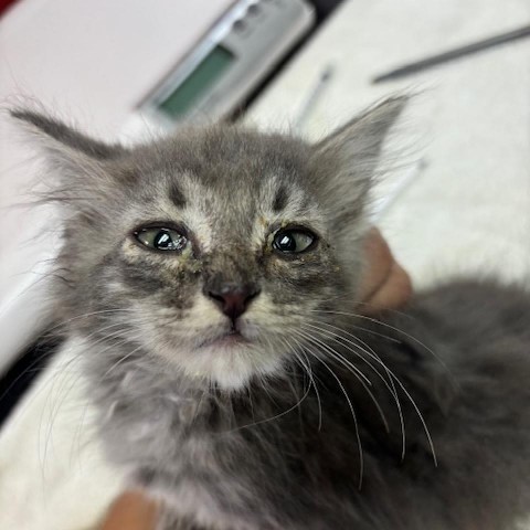 Gwen - Playful & Likes Heights! Good with Cats & Kids!, an adoptable Domestic Long Hair in Flagstaff, AZ, 86004 | Photo Image 1