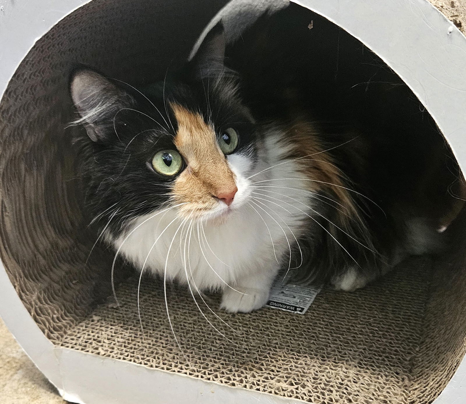 Lemonade, an adoptable Calico, Domestic Long Hair in Springfield, OR, 97475 | Photo Image 6